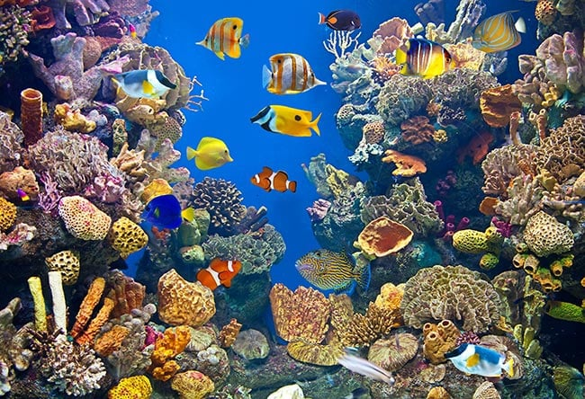 Banner Background