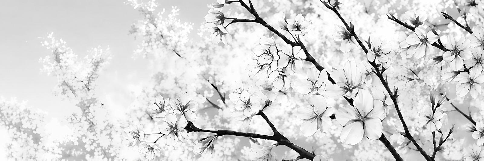Banner Background