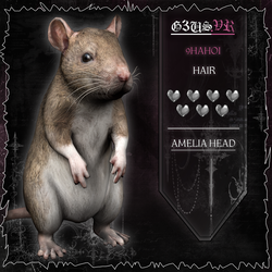 Rat Pet