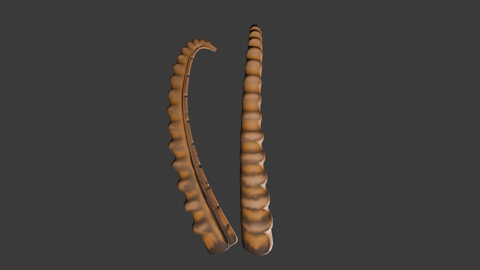 Ibex horns