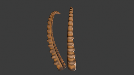 Ibex horns