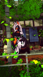 Tri Color Rottweiler - Puppy Moth